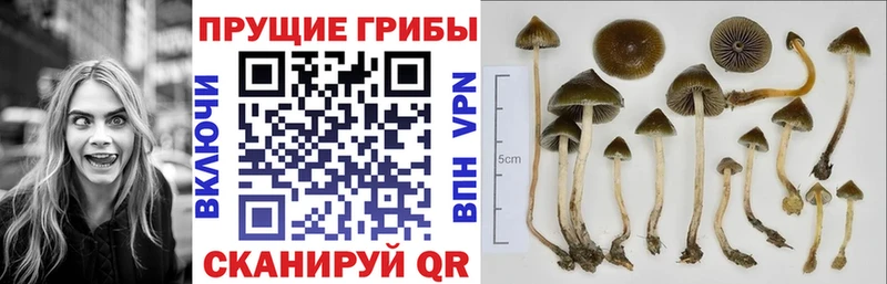 Галлюциногенные грибы Magic Shrooms  дарнет шоп  Дятьково 